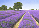 A painting of an English lavender field in Surrey by Margaret Heath RSMA.